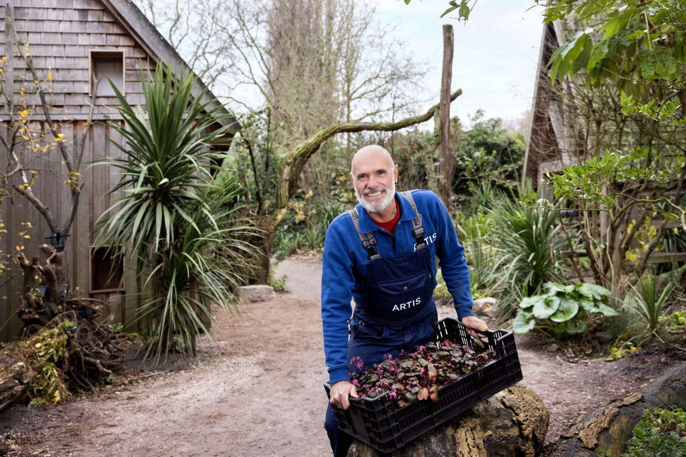 Artis medewerker groen verzorging met een krat plantjes in zijn handen kijkt lachend in de camera